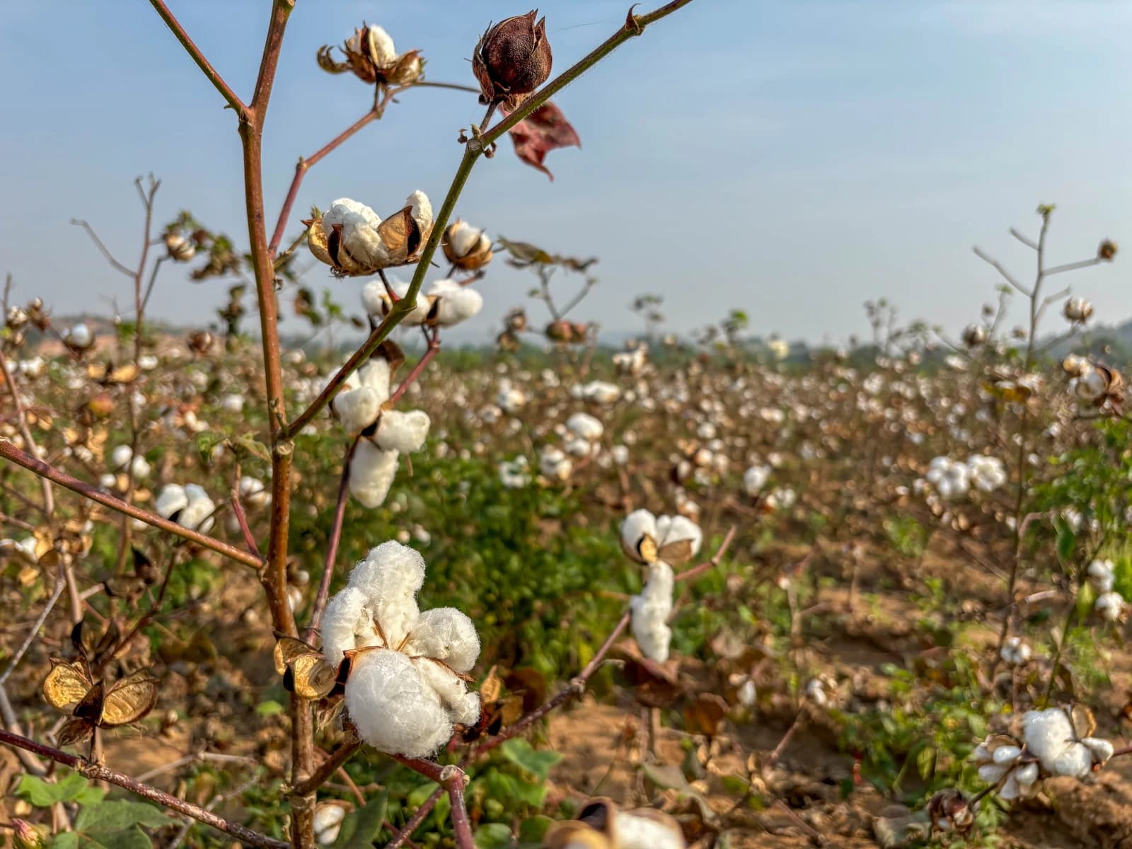 Close-up view of cotton plants with fluffy white cotton bolls in a field.