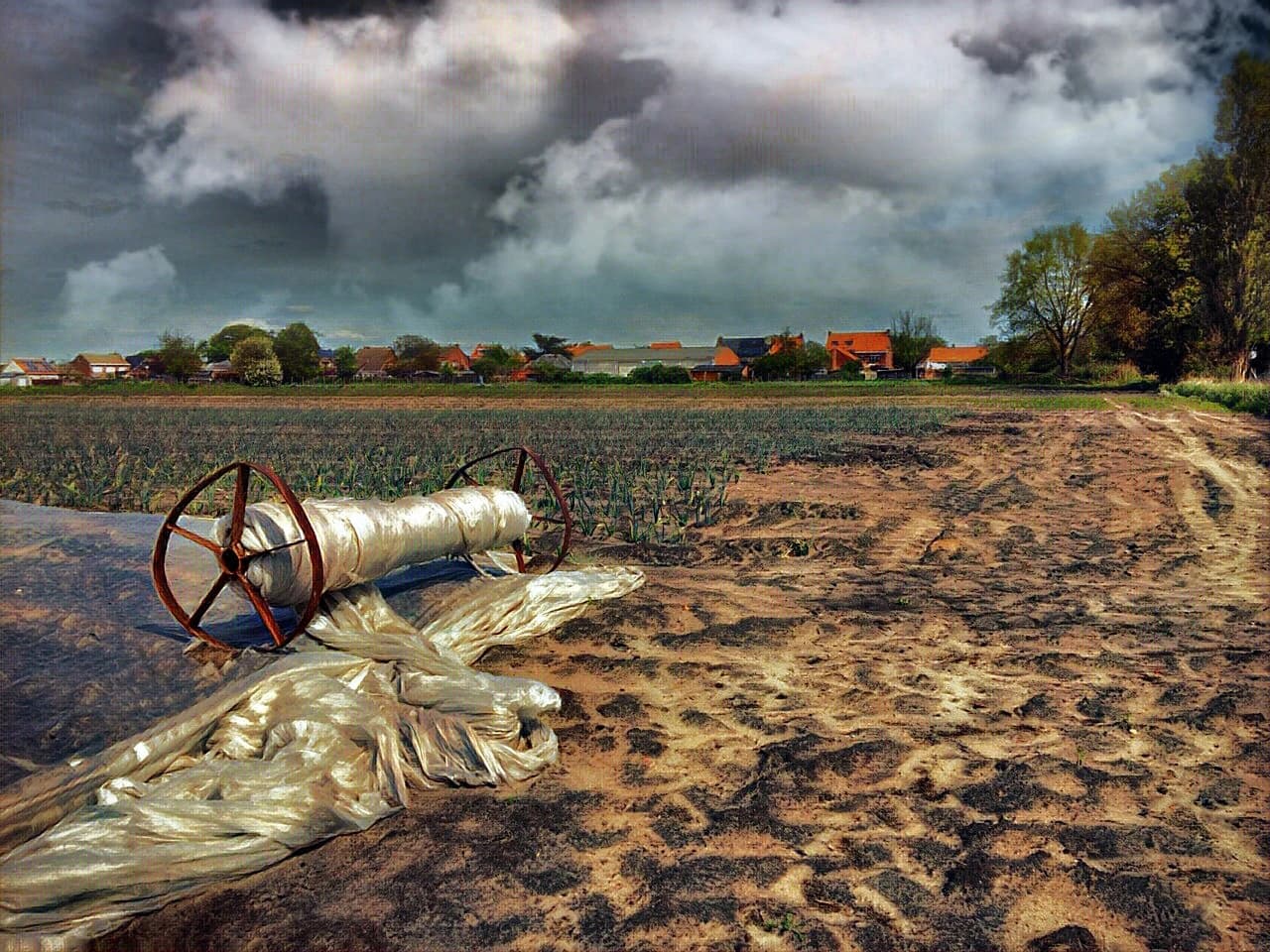 An agricultural field with rows of green plants, a large roll of plastic sheeting, and houses in the distance.