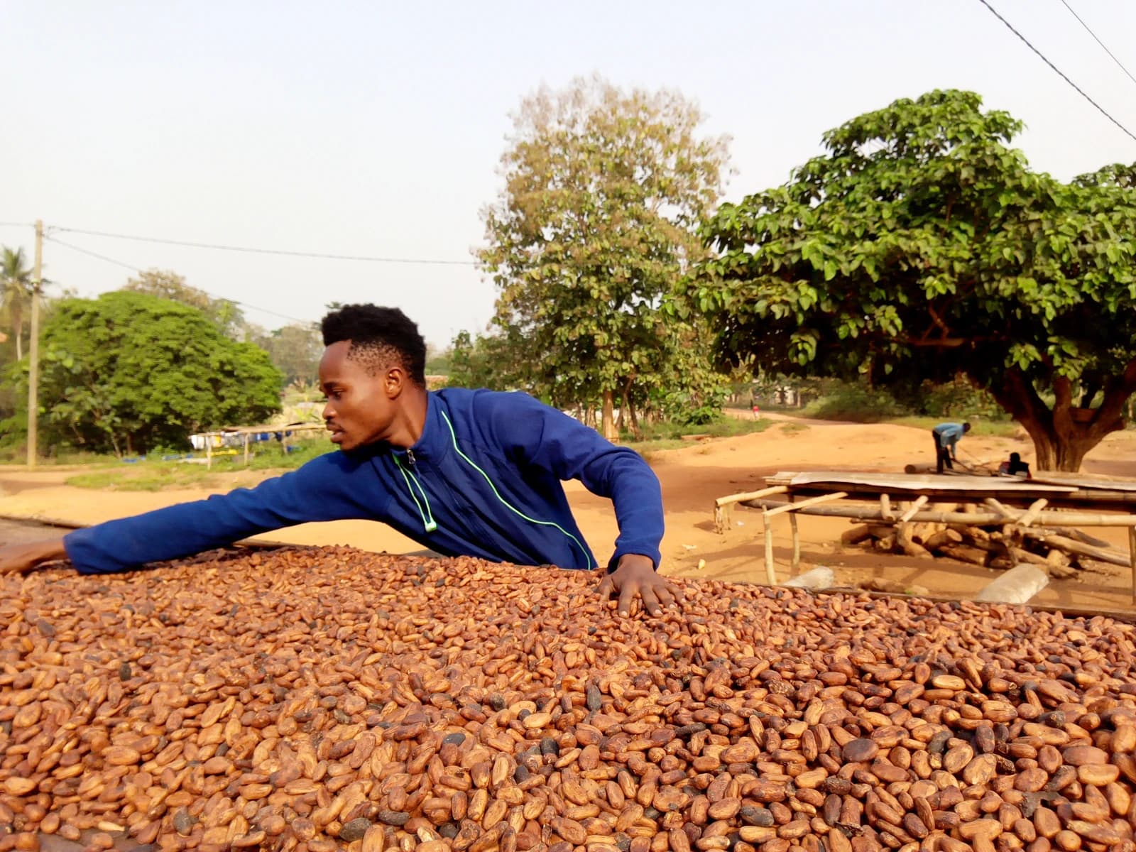 A young farmer inspecting a large pile of cocoa beans drying in the sun.