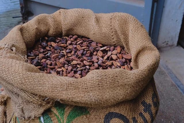 Cocoa beans fill a rustic woven sack, ready for processing.