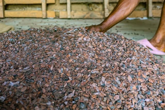 Farmer's hand sorting and drying cocoa seeds on the ground.