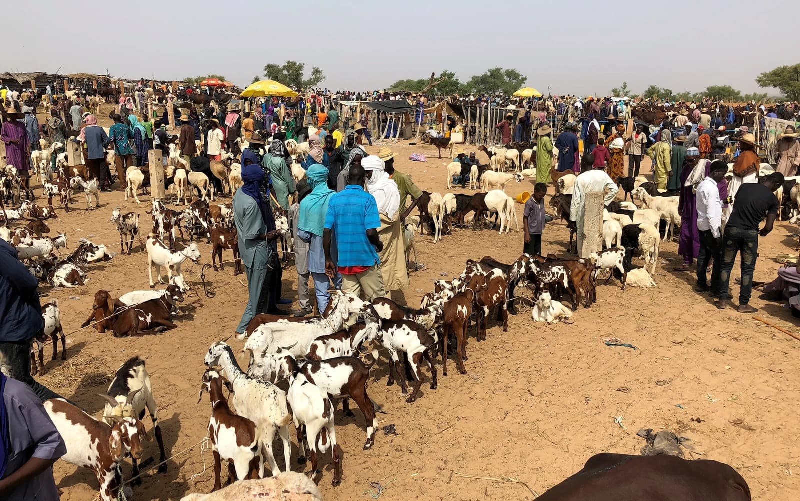 People and many goats and sheep at a bustling livestock market.