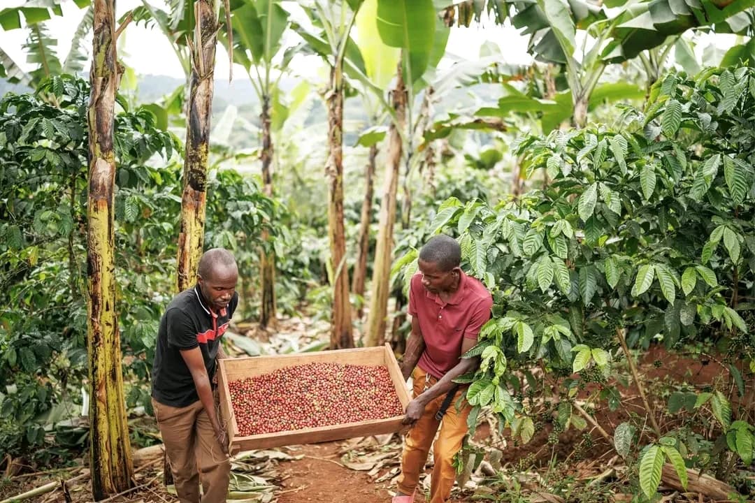 Two coffee farmers carrying a crate of freshly harvested coffee cherries through a plantation.