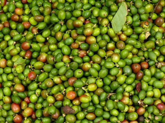Close-up of green and red coffee berries after harvest.