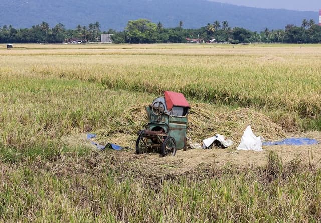 Traditional rice thresher machine stands in a dry rice field under a clear sky.