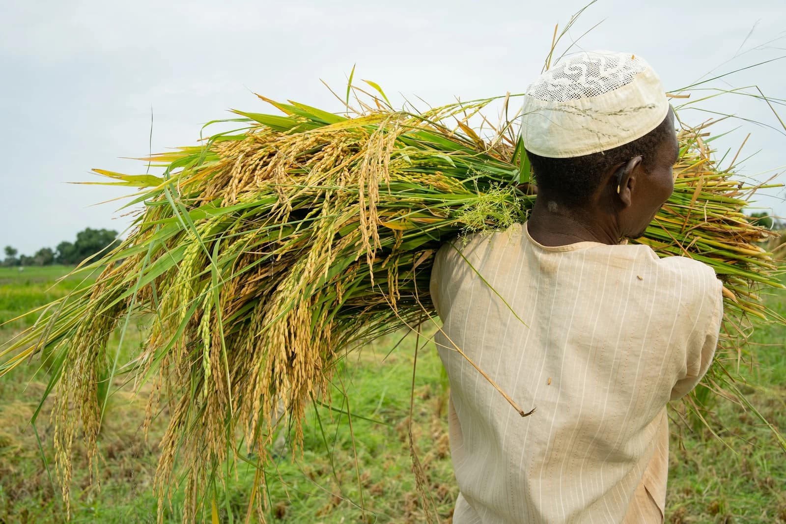 A farmer carrying a large bundle of harvested rice stalks over their shoulder.