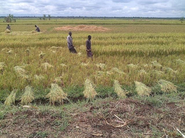 Farmers harvesting rice in a large agricultural field under a cloudy sky.
