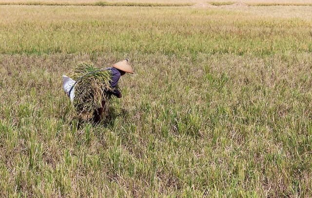 Farmer wearing a conical hat harvesting rice in a rice paddy field.