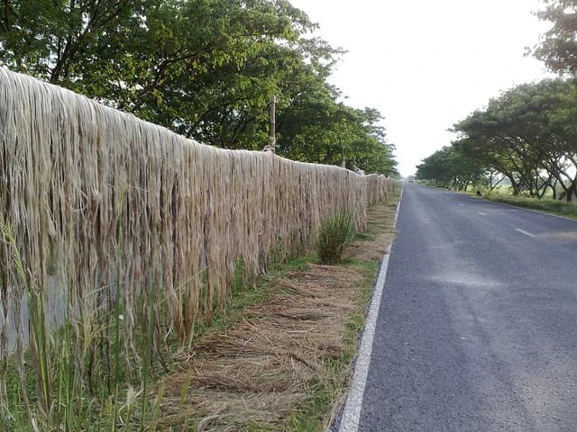 Jute fibers drying along the side of a road in an agricultural area.