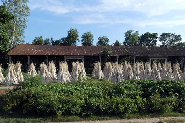 Bundles of dried jute stalks standing upright in a field, with a long shed in the background.
