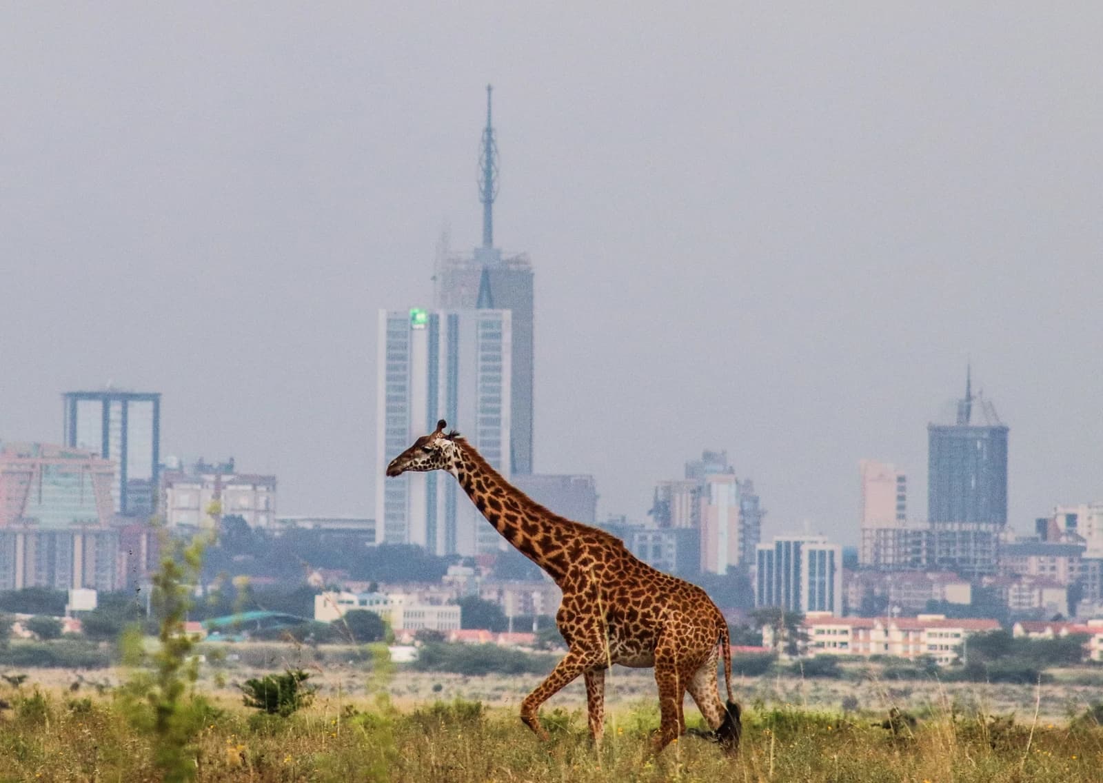 A Maasai giraffe walks through tall grass with the Nairobi city skyline in the background.