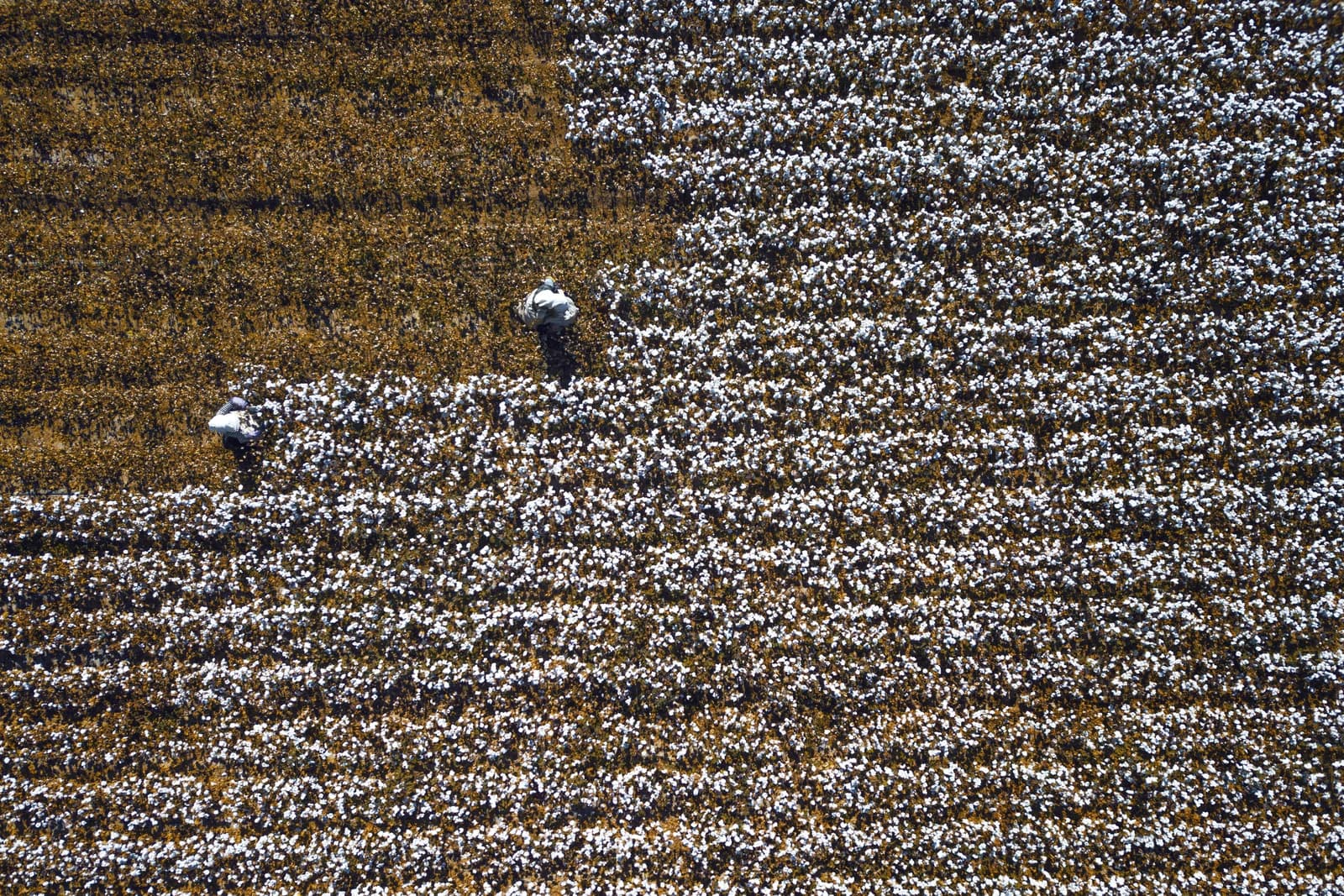 Two workers picking cotton by hand in a large cotton field.