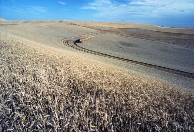 Combine machine harvesting wheat on undulating fields in the Palouse region.