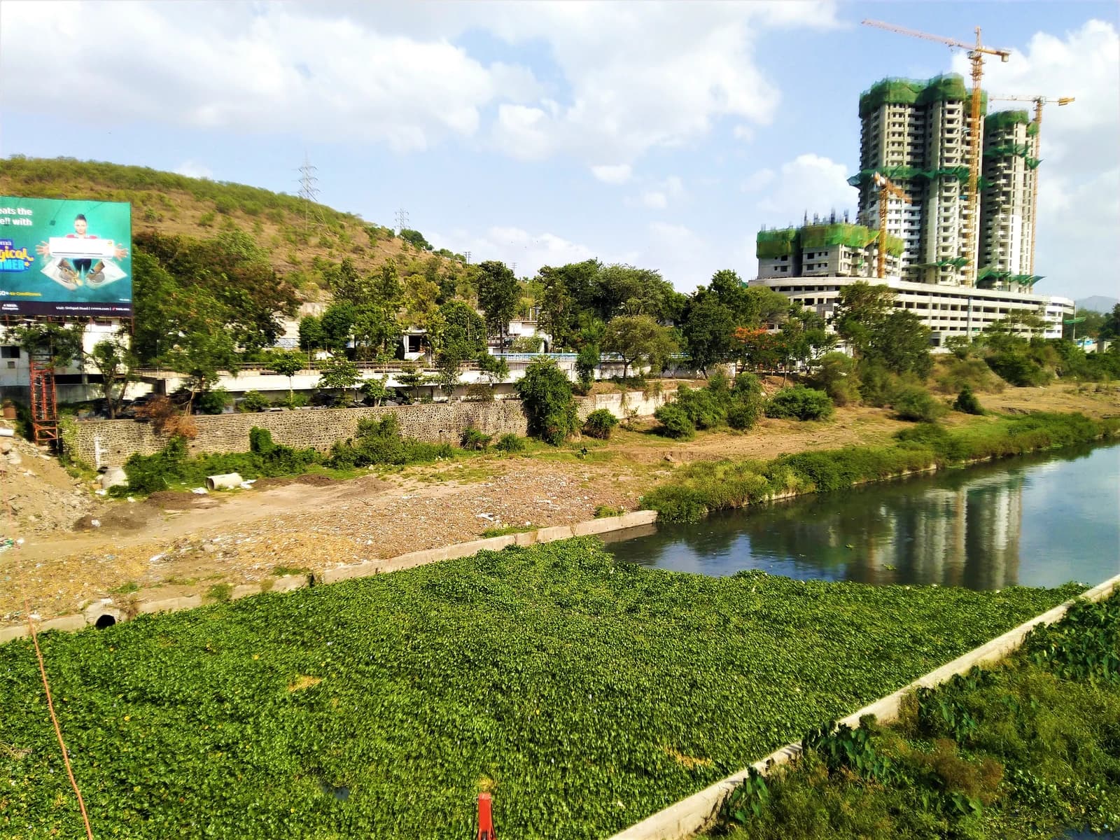 Residential buildings under construction with cranes alongside the water hyacinth-filled Mutha River in Pune.