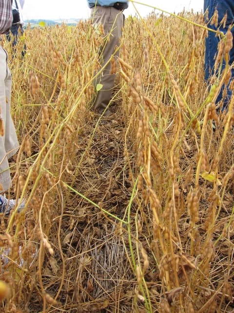 Mature soybean plants with dried pods in a field, with people's legs visible.