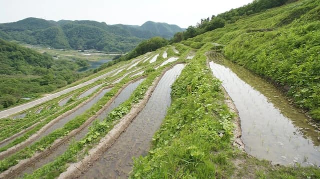 Terraced rice paddies filled with water and young rice plants along a green hillside.
