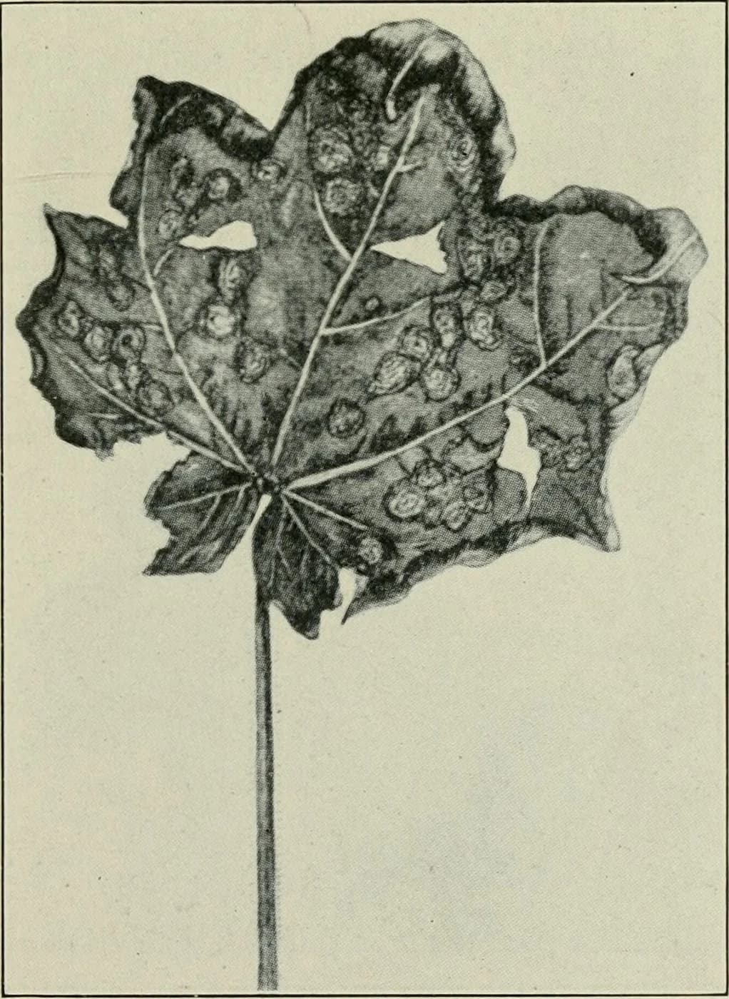 Close-up of a damaged cotton leaf with spots and holes, likely from disease.