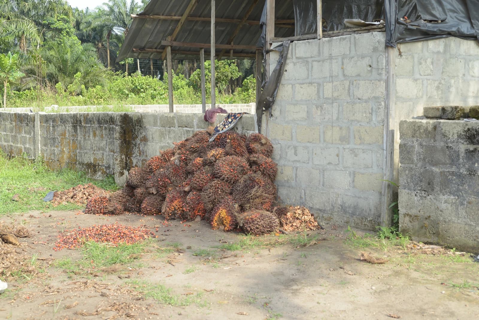 Harvested oil palm fruit bunches piled on the ground outside a processing facility.