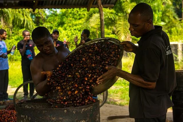 Two men pouring palm oil fruit into a large barrel at an oil mill.