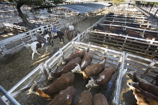 Two cowboys on horseback moving cattle through pens at a livestock market.