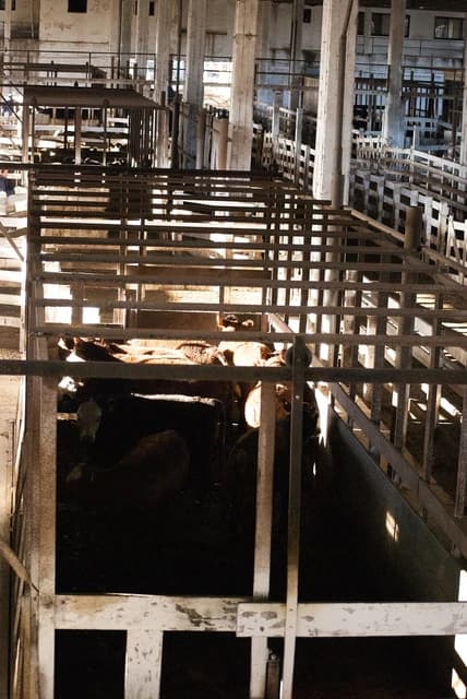Cattle standing inside wooden pens at an agricultural facility.