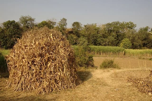 A field in Rajasthan, India, with green sugarcane crops and a large pile of dried stalks.