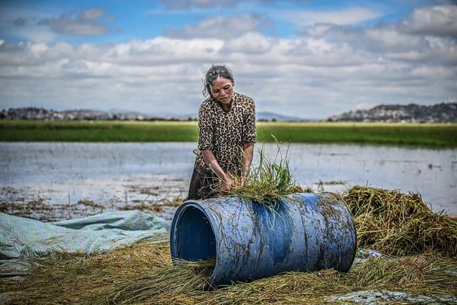 Woman, a farmer, separating rice stalks from a blue barrel in a paddy field.