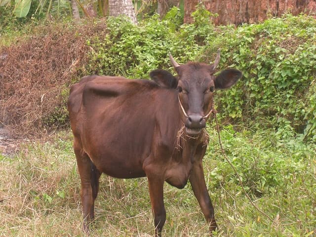 Brown cow with a rope on its nose standing in a field.