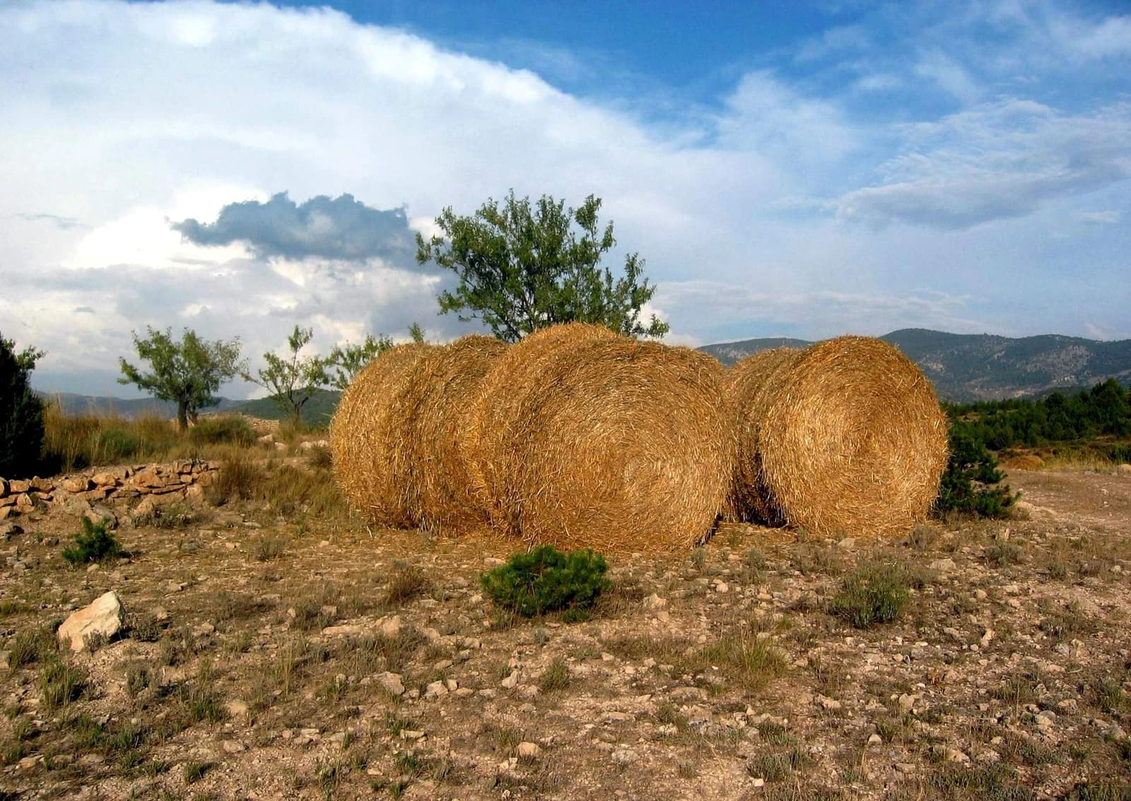 Three large round hay bales sit in a dry, rocky field.