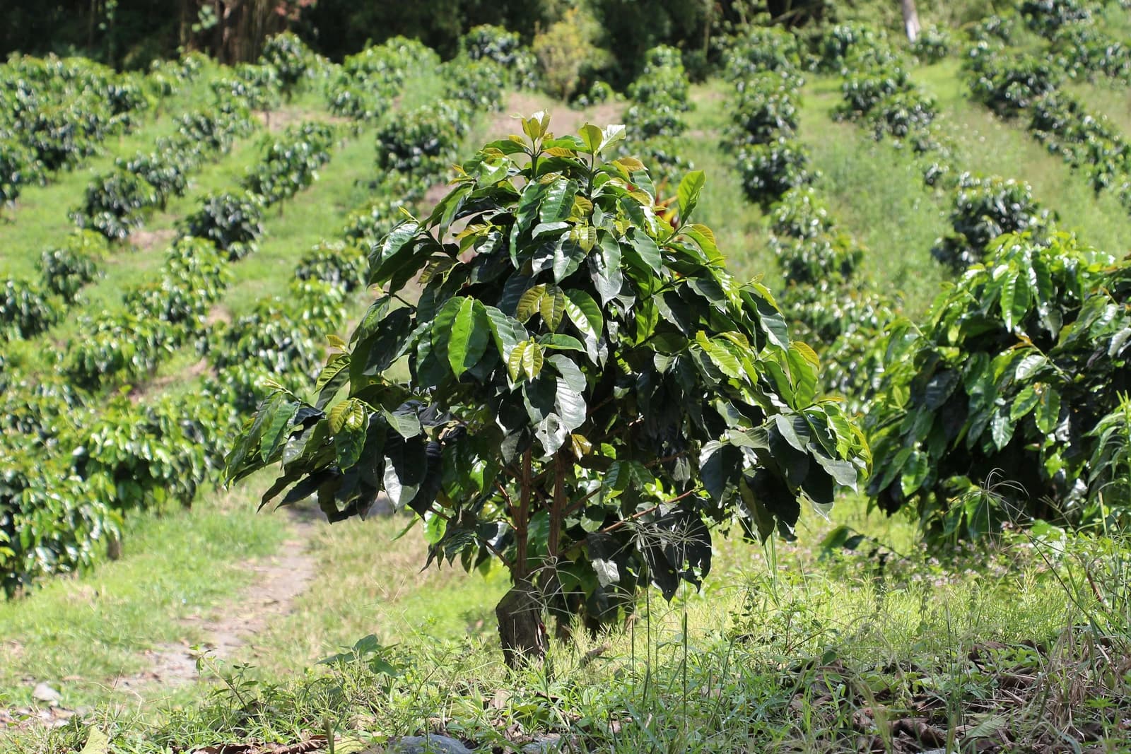 Coffee tree with green leaves on a sloped coffee plantation in Colombia.
