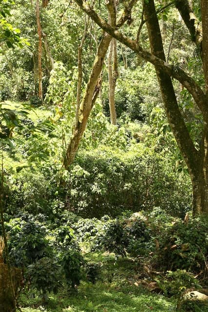 Lush green coffee plants growing under shade trees on a plantation.