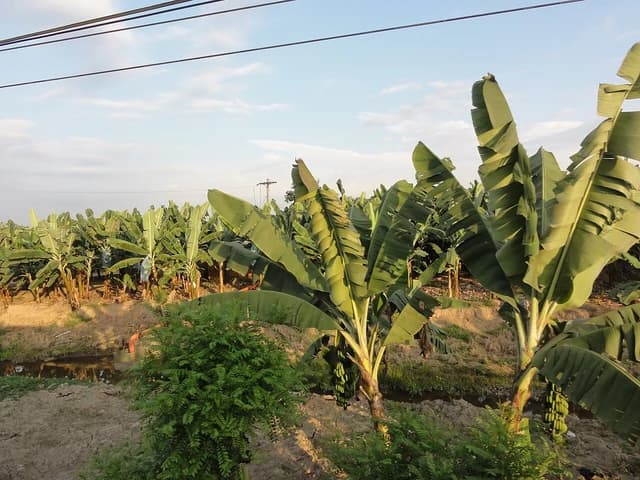 Banana trees growing in a large field in Ecuador.
