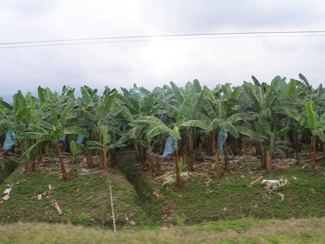 Rows of banana plants growing in a field with some blue coverings visible.