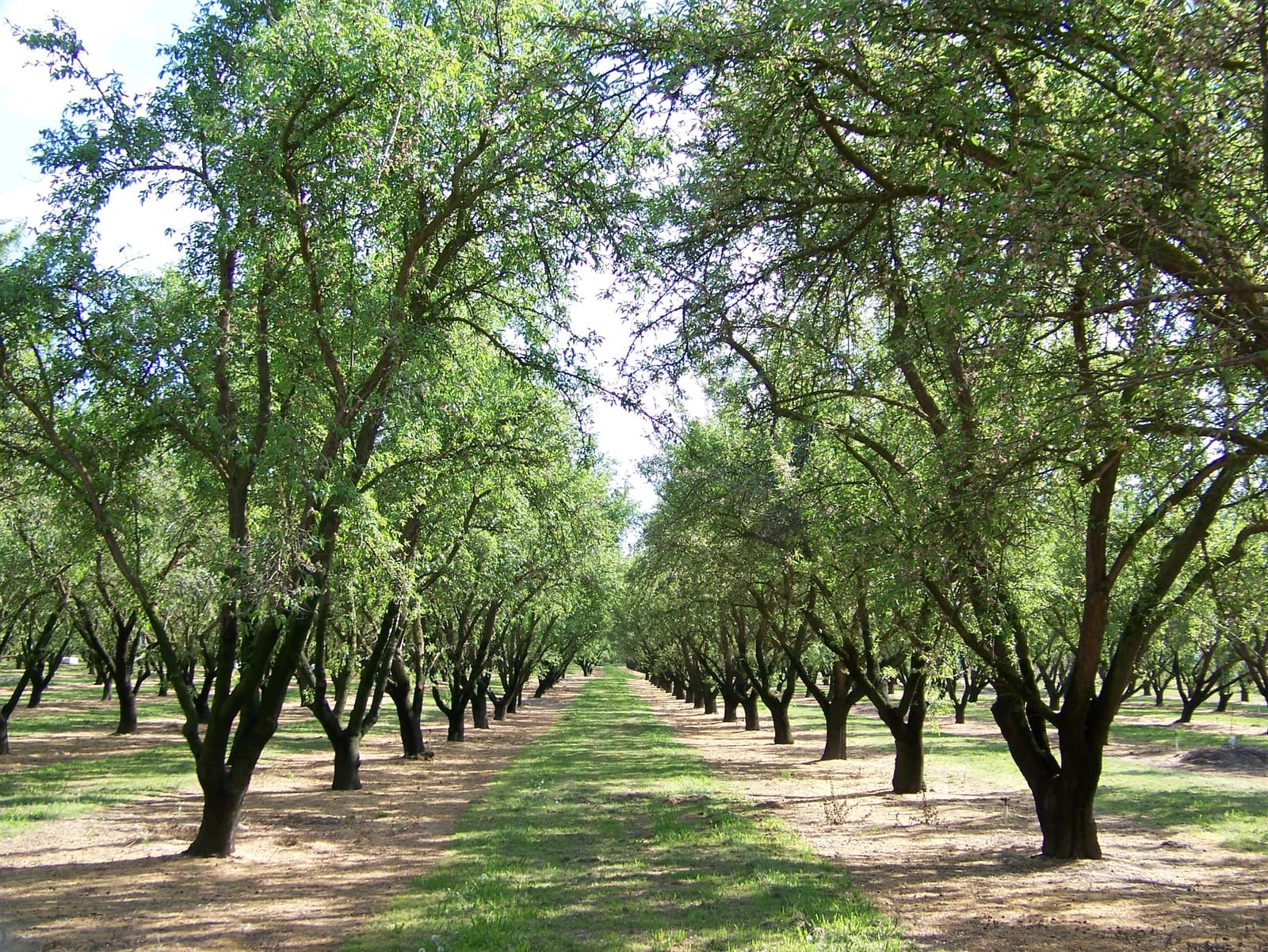Rows of green almond trees stretching into the distance in an orchard.