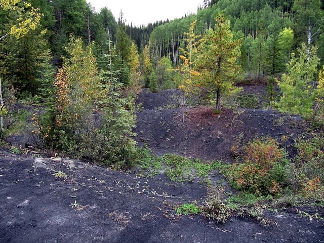 Dark coal mine waste piles with small trees and shrubs growing at Saunders Creek, Alberta.