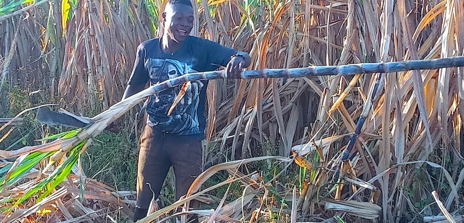 Man holding a cut stalk of sugarcane in a field.