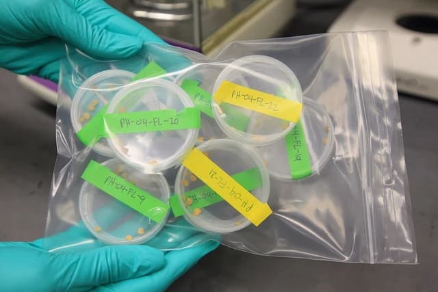 Person wearing teal gloves holds a clear plastic bag containing multiple petri dishes with seeds.