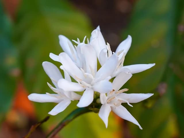 White Robusta coffee flowers bloom on a branch with green foliage background.