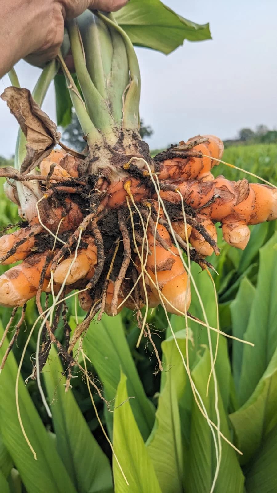 A hand holds freshly harvested turmeric rhizomes with attached roots and leaves.