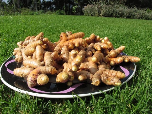 A plate filled with freshly harvested turmeric rhizomes sitting on green grass.