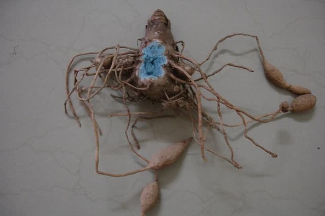 Turmeric rhizome with roots and developing tubers on a light surface.