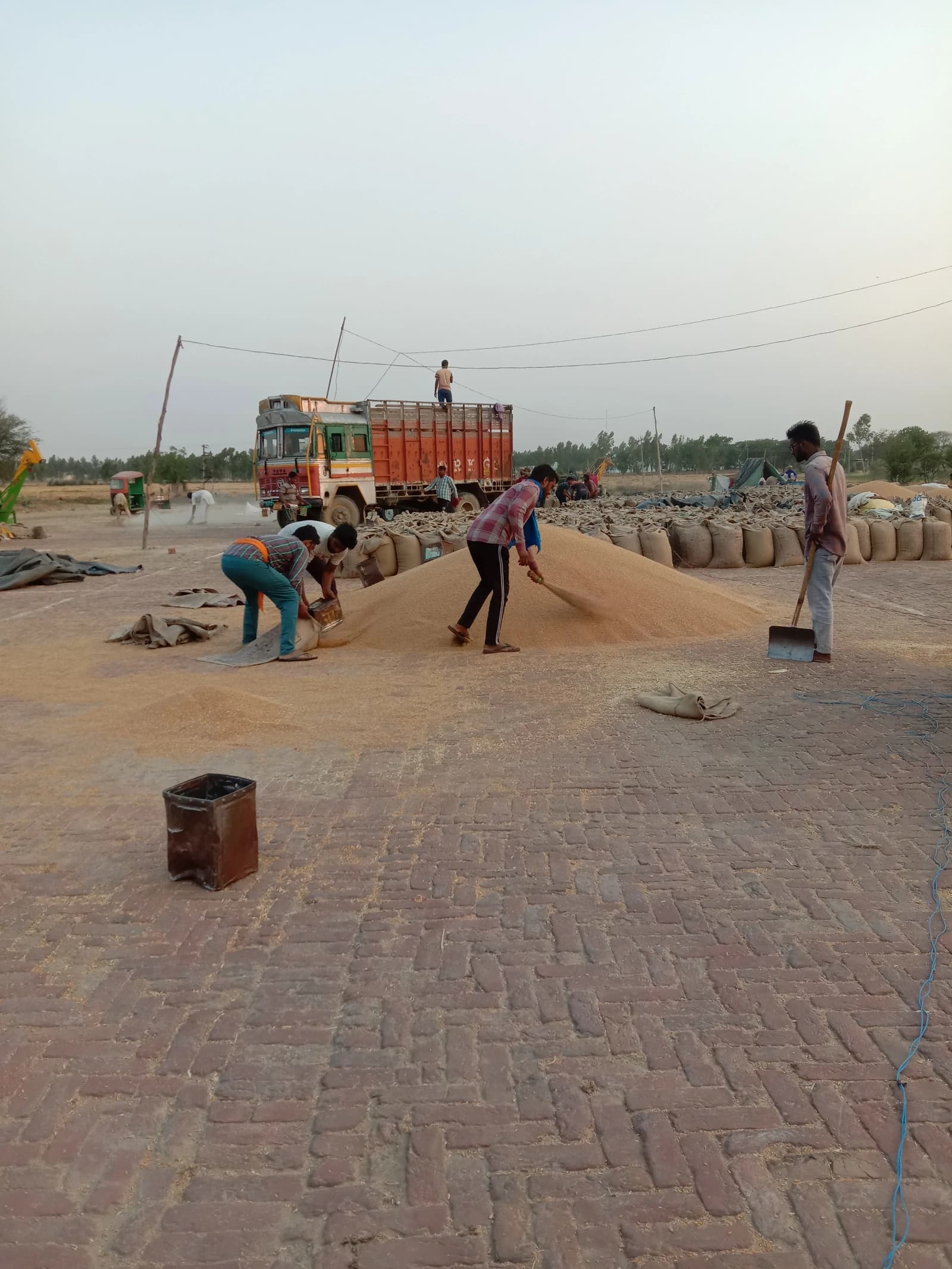 Laborers sort and bag grain from a large pile on a brick ground, with a parked truck in the background.