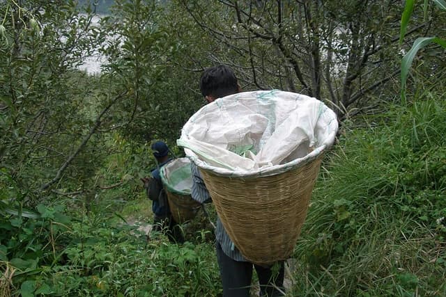 Two people carrying large wicker baskets on their backs through lush green foliage.