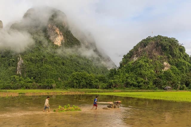 Two farmers driving a tractor towing a raft loaded with green rice sheaves in a paddy field.
