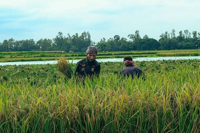 Farmers harvesting rice in a wetland field in Bangladesh.