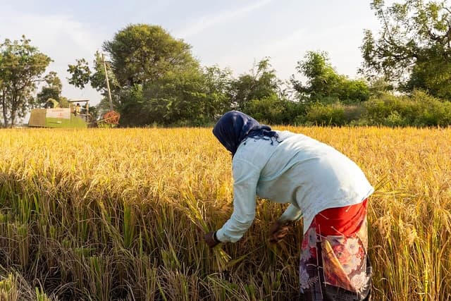 Farmer manually harvesting rice in a field in Raichur, Karnataka.