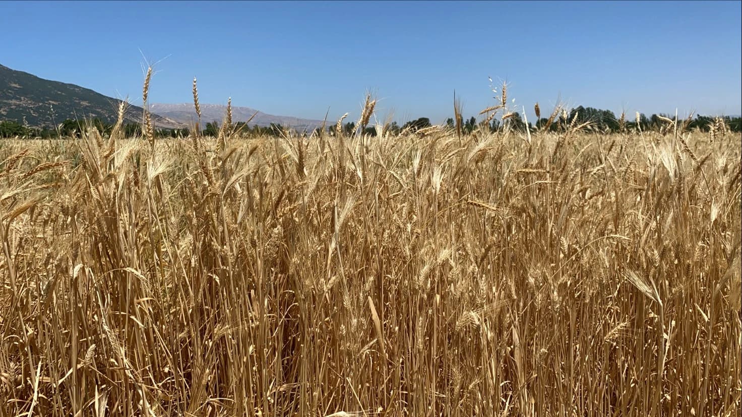 Ripe wheat field in Ammiq, Baalbek-Hermel region, with mountains in background.
