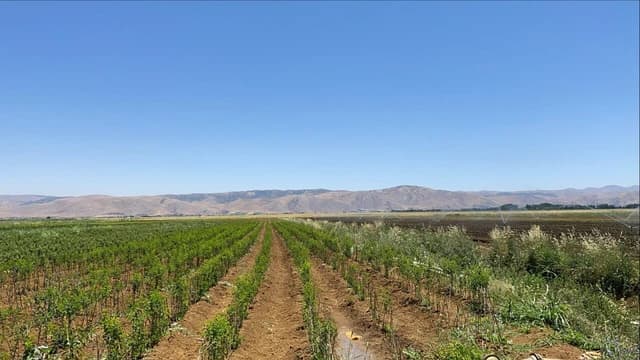 Rows of green crops stretch towards distant mountains under a bright blue sky.