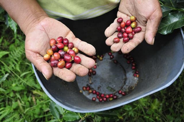 Farmer's hands hold handfuls of red coffee cherries over a collection bucket.