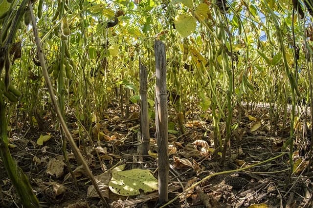 Soybean plants with green pods growing in a field, viewed from ground level.